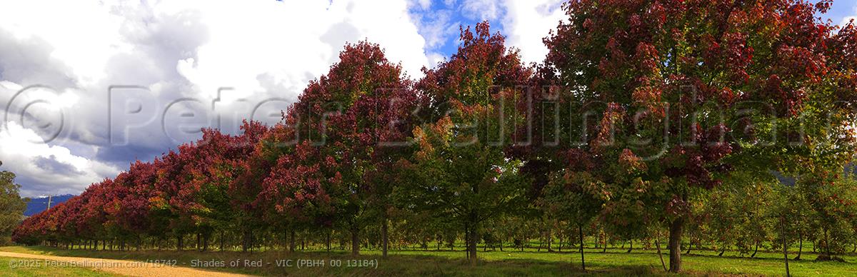 Peter Bellingham Photography Shades of Red - VIC (PBH4 00 13184)